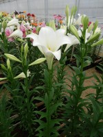 [4111 Global Harmony Mak No201.JPG]